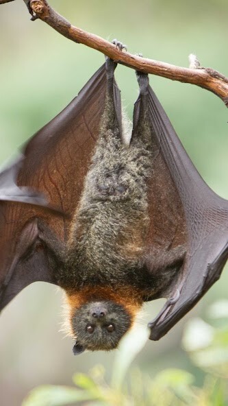 Run android online APK Fruit Bat Wallpaper from MyAndroid or emulate Fruit Bat Wallpaper using MyAndroid Run android online APK Fruit Bat Wallpaper from MyAndroid or emulate Fruit Bat Wallpaper using MyAndroid