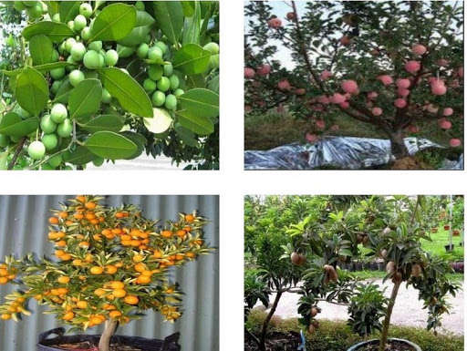 Run android online APK Fruit plants at Bonsai from MyAndroid or emulate Fruit plants at Bonsai using MyAndroid