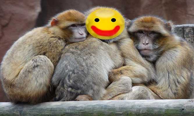 Emulate Android APK Funny Animal Photo Frame Emulate Android APK Funny Animal Photo Frame