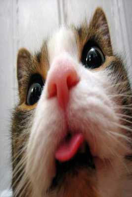 Emulate Android APK Funny Animals Wallpapers HD Emulate Android APK Funny Animals Wallpapers HD