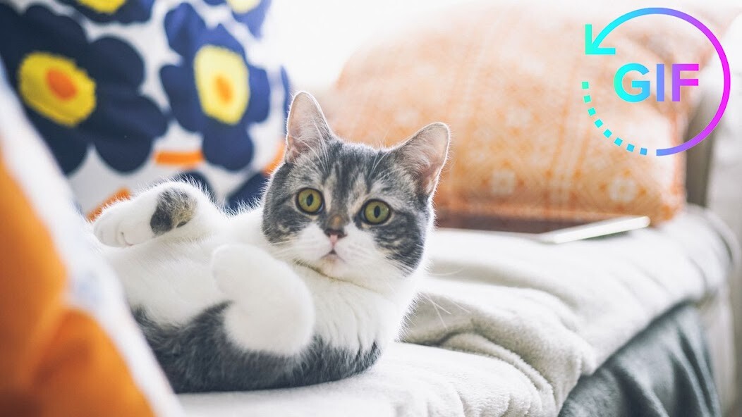 Run android online APK Funny Animated Images - GIFs from MyAndroid or emulate Funny Animated Images - GIFs using MyAndroid Run android online APK Funny Animated Images - GIFs from MyAndroid or emulate Funny Animated Images - GIFs using MyAndroid