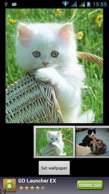 Emulate Android APK Funny Cats Live Wallpaper Emulate Android APK Funny Cats Live Wallpaper