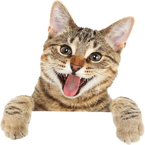 Run android online APK Funny cat videos and pictures from MyAndroid or emulate Funny cat videos and pictures using MyAndroid