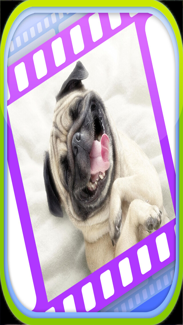 Emulate iPhone app Funny Dog Videos - Funniest Moments using MyAndroid Emulate iPhone app Funny Dog Videos - Funniest Moments using MyAndroid