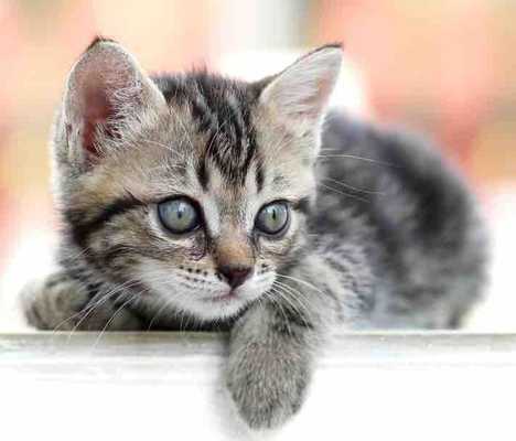 Emulate Android APK Funny Kitten Wallpapers Emulate Android APK Funny Kitten Wallpapers