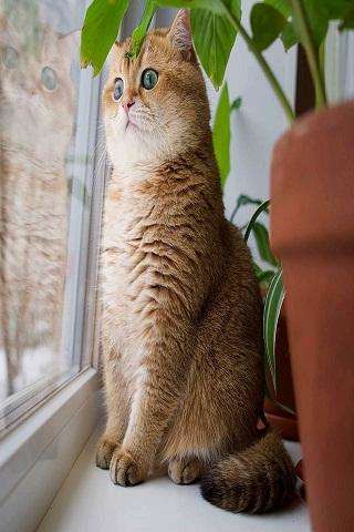 Run android online APK Funny Pictures 25 from MyAndroid or emulate Funny Pictures 25 using MyAndroid Run android online APK Funny Pictures 25 from MyAndroid or emulate Funny Pictures 25 using MyAndroid