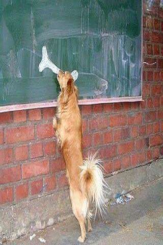 Run android online APK Funny pictures 26 from MyAndroid or emulate Funny pictures 26 using MyAndroid Run android online APK Funny pictures 26 from MyAndroid or emulate Funny pictures 26 using MyAndroid