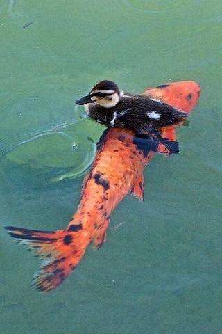 Emulate Android APK Funny pictures 32