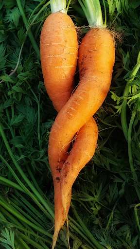 Run android online APK Future Harvest from MyAndroid or emulate Future Harvest using MyAndroid