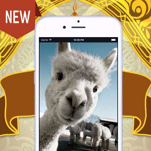 Run android online APK Gallery Funny Sheep from MyAndroid or emulate Gallery Funny Sheep using MyAndroid Run android online APK Gallery Funny Sheep from MyAndroid or emulate Gallery Funny Sheep using MyAndroid