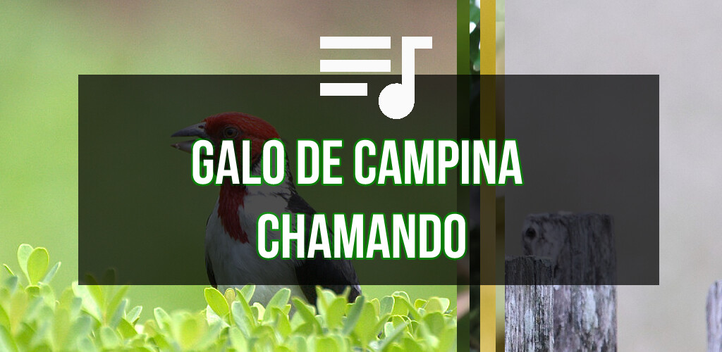 Run android online APK Galo De Campina Chamando from MyAndroid or emulate Galo De Campina Chamando using MyAndroid Run android online APK Galo De Campina Chamando from MyAndroid or emulate Galo De Campina Chamando using MyAndroid