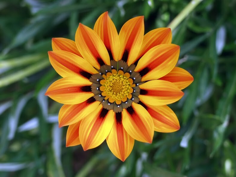 Run android online APK Gazania Wallpapers from MyAndroid or emulate Gazania Wallpapers using MyAndroid Run android online APK Gazania Wallpapers from MyAndroid or emulate Gazania Wallpapers using MyAndroid