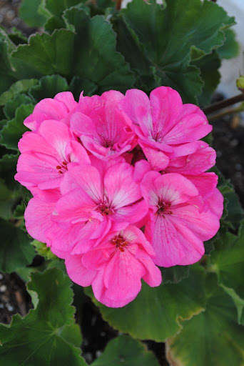 Run android online APK Geranium Wallpapers from MyAndroid or emulate Geranium Wallpapers using MyAndroid