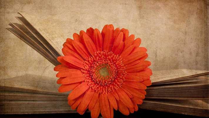Emulate Android APK Gerbera flower Live wallpapers
