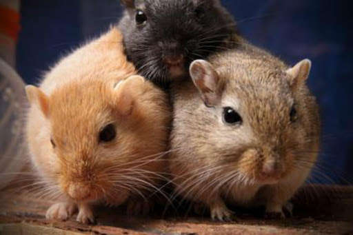 Run android online APK Gerbil Care from MyAndroid or emulate Gerbil Care using MyAndroid Run android online APK Gerbil Care from MyAndroid or emulate Gerbil Care using MyAndroid