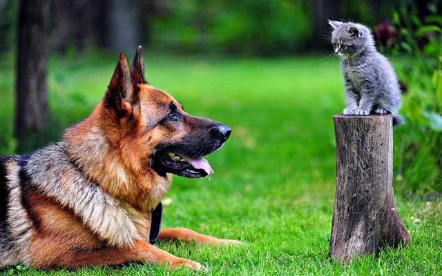 Emulate Android APK German Shepherd Dog 3D Free Emulate Android APK German Shepherd Dog 3D Free