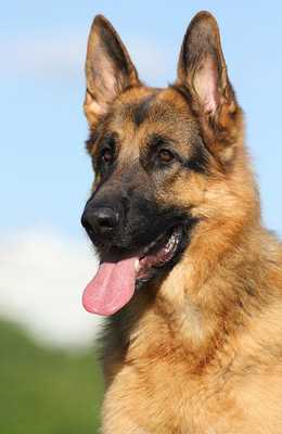 Emulate Android APK German Shepherd Tile Puzzle Emulate Android APK German Shepherd Tile Puzzle