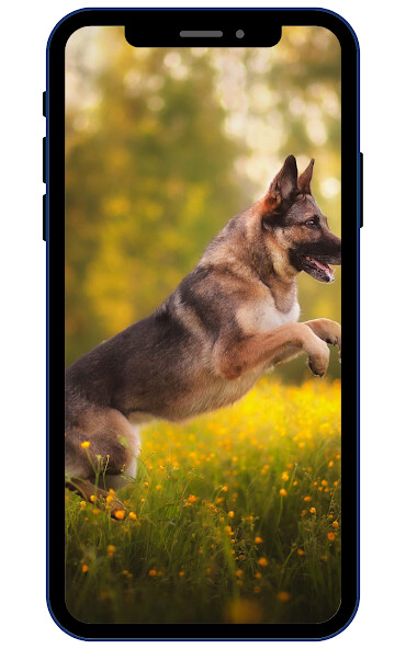 Run android online APK German Shepherd Wallpapers from MyAndroid or emulate German Shepherd Wallpapers using MyAndroid Run android online APK German Shepherd Wallpapers from MyAndroid or emulate German Shepherd Wallpapers using MyAndroid