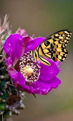 Emulate Android APK Gesture Lock screen and app lock theme butterfly Emulate Android APK Gesture Lock screen and app lock theme butterfly