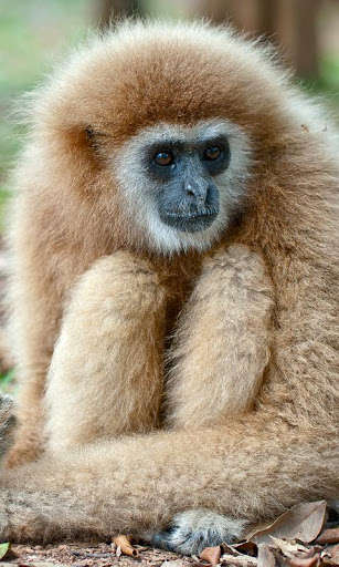 Run android online APK Gibbon Wallpaper from MyAndroid or emulate Gibbon Wallpaper using MyAndroid