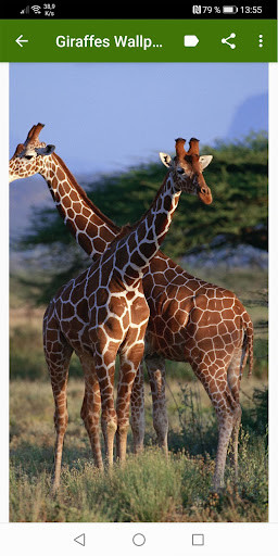 Run android online APK Giraffes Wallpapers from MyAndroid or emulate Giraffes Wallpapers using MyAndroid