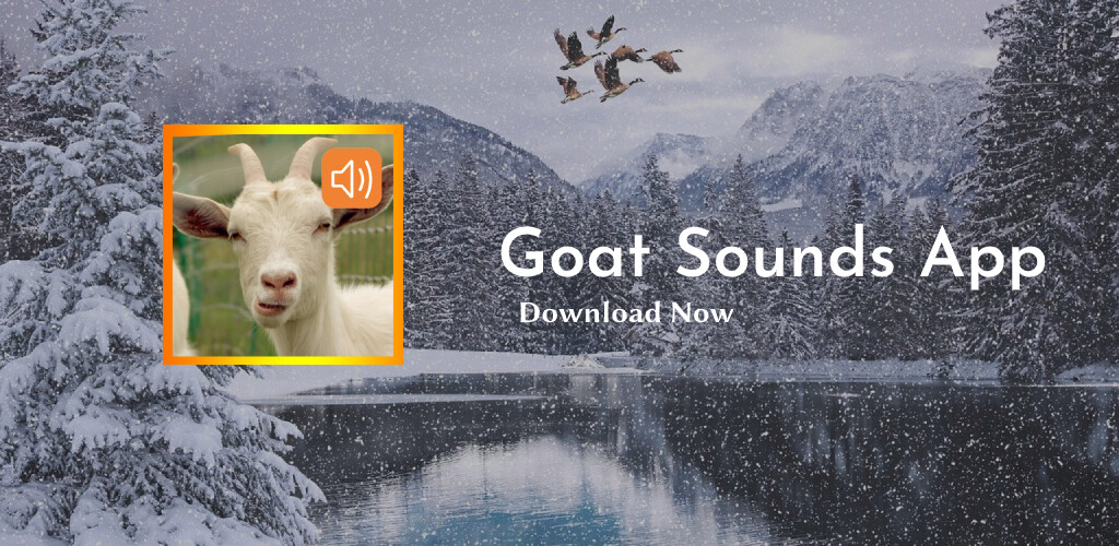 Run android online APK Goat Sounds App from MyAndroid or emulate Goat Sounds App using MyAndroid Run android online APK Goat Sounds App from MyAndroid or emulate Goat Sounds App using MyAndroid