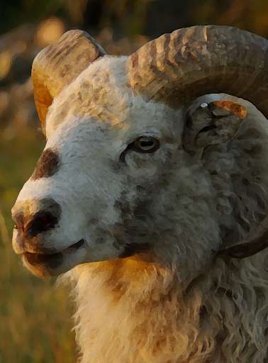 Run android online APK Goat Sounds ~ Sboard.pro from MyAndroid or emulate Goat Sounds ~ Sboard.pro using MyAndroid Run android online APK Goat Sounds ~ Sboard.pro from MyAndroid or emulate Goat Sounds ~ Sboard.pro using MyAndroid