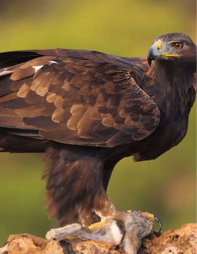 Run android online APK Golden Eagle The Giant Bird from MyAndroid or emulate Golden Eagle The Giant Bird using MyAndroid Run android online APK Golden Eagle The Giant Bird from MyAndroid or emulate Golden Eagle The Giant Bird using MyAndroid