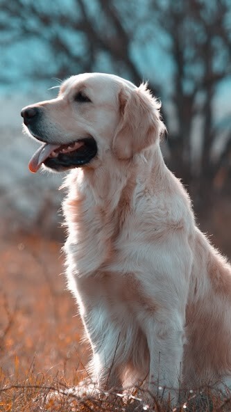Run android online APK Golden Retriever Dog Wallpaper from MyAndroid or emulate Golden Retriever Dog Wallpaper using MyAndroid Run android online APK Golden Retriever Dog Wallpaper from MyAndroid or emulate Golden Retriever Dog Wallpaper using MyAndroid