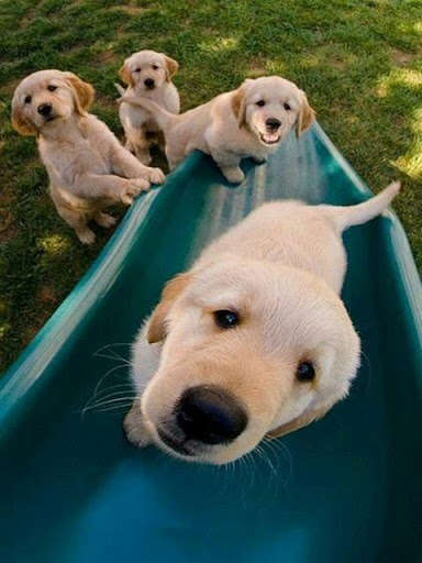 Run android online APK Golden Retriever Photos Collection from MyAndroid or emulate Golden Retriever Photos Collection using MyAndroid