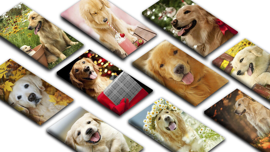 Run android online APK Golden Retriever Photos HD from MyAndroid or emulate Golden Retriever Photos HD using MyAndroid