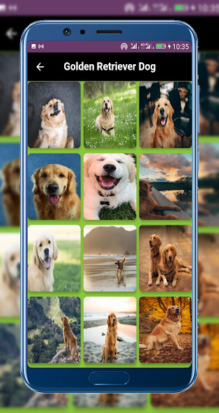 Run android online APK Golden retriever puppies from MyAndroid or emulate Golden retriever puppies using MyAndroid