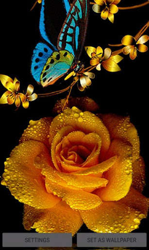 Run android online APK Golden Rose Live Wallpaper from MyAndroid or emulate Golden Rose Live Wallpaper using MyAndroid