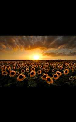 Emulate Android APK Golden Sunset Live Wallpaper Emulate Android APK Golden Sunset Live Wallpaper