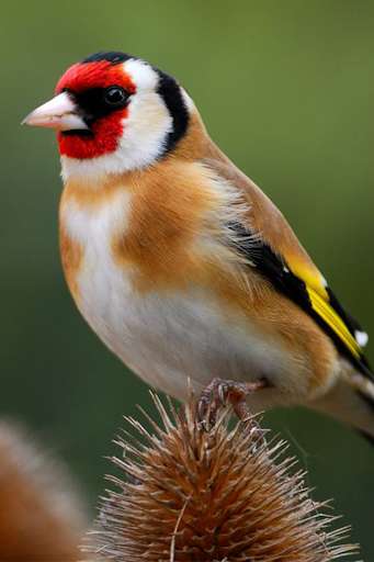 Run android online APK Goldfinch vscanary -top birds from MyAndroid or emulate Goldfinch vscanary -top birds using MyAndroid Run android online APK Goldfinch vscanary -top birds from MyAndroid or emulate Goldfinch vscanary -top birds using MyAndroid