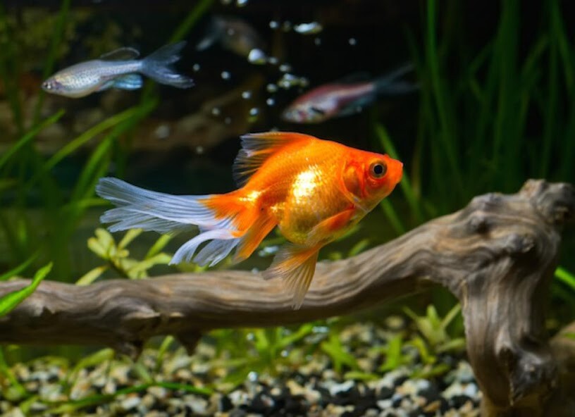 Emulate Android APK Goldfish Care Emulate Android APK Goldfish Care