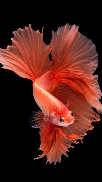 Run android online APK Goldfish Wallpapers from MyAndroid or emulate Goldfish Wallpapers using MyAndroid Run android online APK Goldfish Wallpapers from MyAndroid or emulate Goldfish Wallpapers using MyAndroid