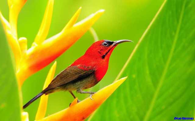 Emulate Android APK Gorgeous Bird Ideas Emulate Android APK Gorgeous Bird Ideas
