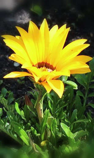 Run android online APK Gorgeous blooming gerbera from MyAndroid or emulate Gorgeous blooming gerbera using MyAndroid