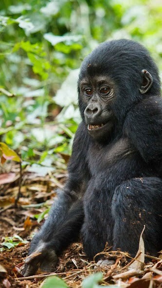 Run android online APK Gorilla Wallpaper from MyAndroid or emulate Gorilla Wallpaper using MyAndroid Run android online APK Gorilla Wallpaper from MyAndroid or emulate Gorilla Wallpaper using MyAndroid