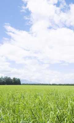 Emulate Android APK Grasslands Sky Wind Wallpapers Emulate Android APK Grasslands Sky Wind Wallpapers