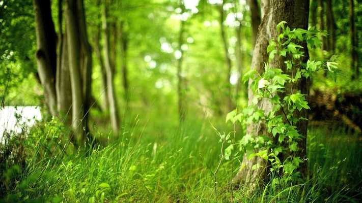 Emulate Android APK Green Background Wallpaper