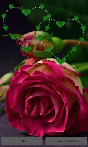 Run android online APK Green Heart Rose LWP from MyAndroid or emulate Green Heart Rose LWP using MyAndroid Run android online APK Green Heart Rose LWP from MyAndroid or emulate Green Heart Rose LWP using MyAndroid