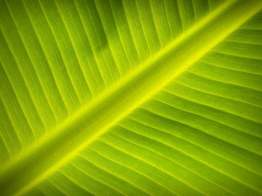 Run android online APK Green lines wallpapers from MyAndroid or emulate Green lines wallpapers using MyAndroid