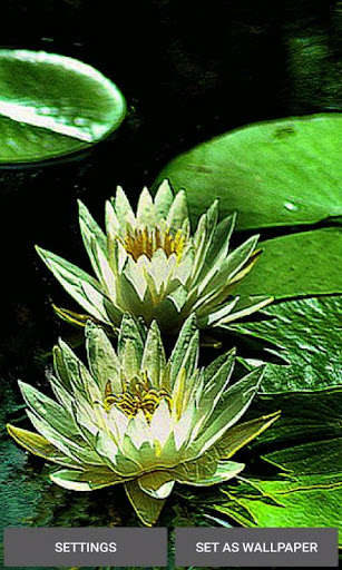 Run android online APK Green Lotus Live Wallpaper from MyAndroid or emulate Green Lotus Live Wallpaper using MyAndroid