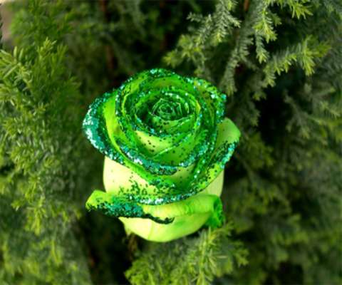 Emulate Android APK Green Rose Live Wallpaper Emulate Android APK Green Rose Live Wallpaper