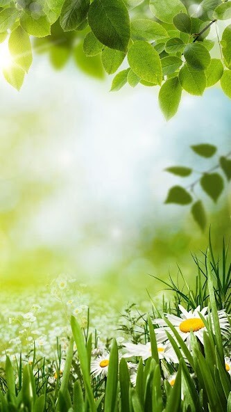 Run android online APK Green Spring Live Wallpaper from MyAndroid or emulate Green Spring Live Wallpaper using MyAndroid Run android online APK Green Spring Live Wallpaper from MyAndroid or emulate Green Spring Live Wallpaper using MyAndroid