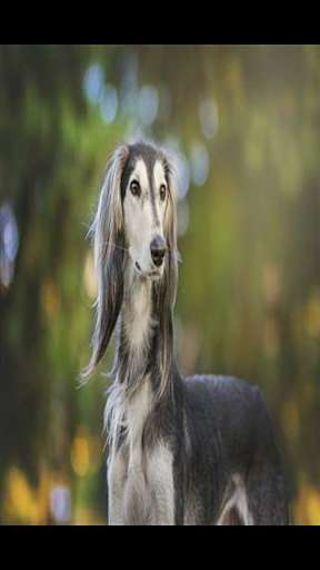 Run android online APK Greyhound Wallpaper HD from MyAndroid or emulate Greyhound Wallpaper HD using MyAndroid Run android online APK Greyhound Wallpaper HD from MyAndroid or emulate Greyhound Wallpaper HD using MyAndroid