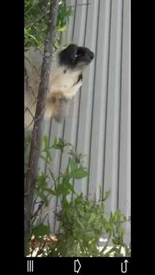 Emulate Android APK Guard Dog - Theft Alarm Emulate Android APK Guard Dog - Theft Alarm