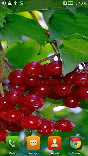Run android online APK Guelder Rose HD Live Wallpaper from MyAndroid or emulate Guelder Rose HD Live Wallpaper using MyAndroid Run android online APK Guelder Rose HD Live Wallpaper from MyAndroid or emulate Guelder Rose HD Live Wallpaper using MyAndroid